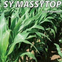 Maïs demi-précoce SY MASSYTOP INFLUX