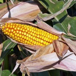 Maïs demi-précoce SY MASSYTOP INFLUX
