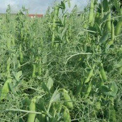 Pois protéagineux CORTEX non traité