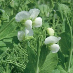 Conditionnement Pois protéagineux CORTEX non traité