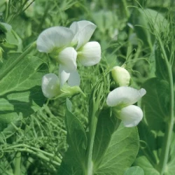 Pois protéagineux CORTEX non traité