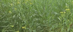 Cameline CALENA AB non traité