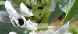 Féverole MYSTIC non traité