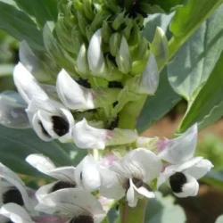 Féverole MYSTIC non traité