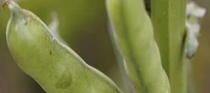 Féverole SYNERGY PREPPER