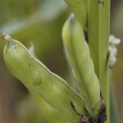 Féverole SYNERGY PREPPER