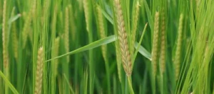 Orge 2R ENDURIS AB non traité