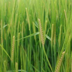 Orge 2R ENDURIS AB non traité