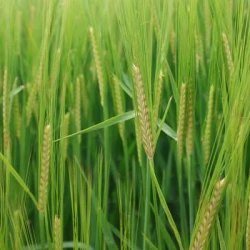 Orge 2R ENDURIS AB non traité