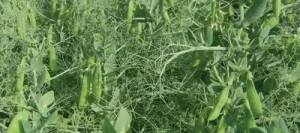 Pois protéagineux CORTEX AB non traité