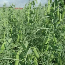 Pois protéagineux CORTEX AB non traité