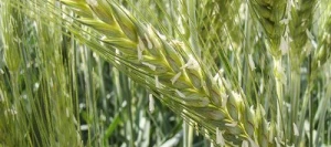 Triticale BIATHLON VIBRANCE GOLD