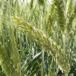 Triticale BIATHLON VIBRANCE GOLD