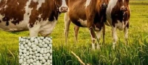 AMAL'pré soufré 24 - 18 soufre - Sélénium - Engrais Granulé