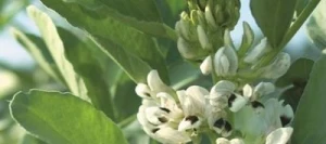 Féverole BIORO AB non traité