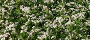 Sarrasin MHR SMUGA AB non traité