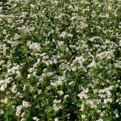 Sarrasin MHR SMUGA AB non traité