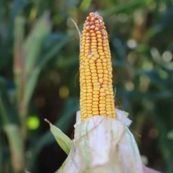 Maïs demi-précoce ARCADIO AB non traité