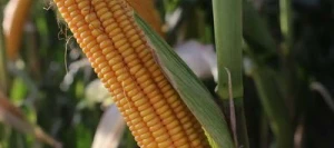 Maïs demi-précoce FILMENO REDIGO