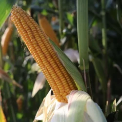 Maïs demi-précoce FILMENO REDIGO