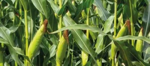 Maïs précoce D245 REDIGO