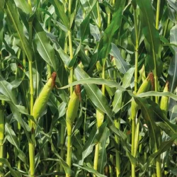 Maïs précoce D245 REDIGO