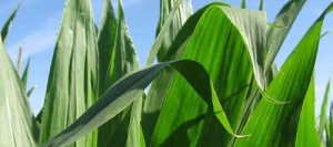 Maïs précoce ENCELADE REDIGO