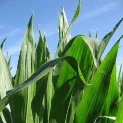 Maïs précoce ENCELADE REDIGO