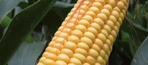 Maïs précoce MALCOLM REDIGO