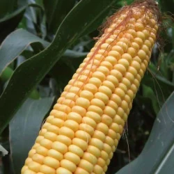 Maïs précoce MALCOLM REDIGO