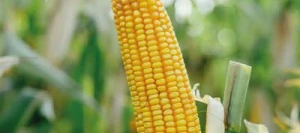 Maïs précoce VALDRAGON REDIGO