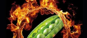 Pois protéagineux FLAM non traité