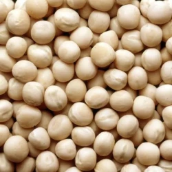 Pois protéagineux FLAM non traité