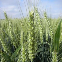 Blé tendre FEELING AB traité vinaigre