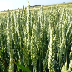 Blé tendre LENNOX AB CERALL