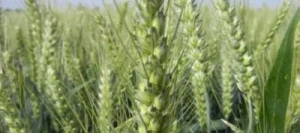 Blé tendre FEELING AB traité vinaigre