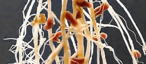 Inoculum VITALIANZ R Luzerne