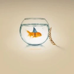 Blé tendre SHARKI AB CERALL