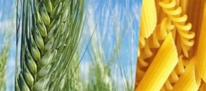 Blé dur ROCAILLOU AB CERALL