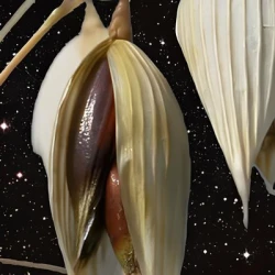 Avoine CELESTE noire VIBRANCE GOLD