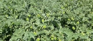 Pois chiche TWIST AB non traité