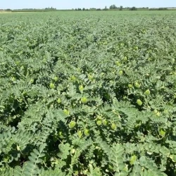 Pois chiche TWIST AB non traité