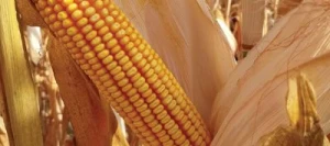 Maïs demi-précoce BROOKFIELD REDIGO