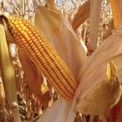 Maïs demi-précoce BROOKFIELD REDIGO