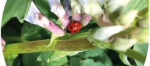 Féverole NOTILUS non traité