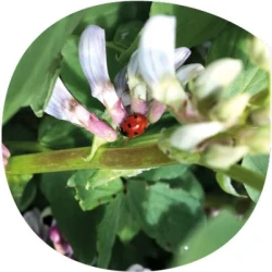 Féverole NOTILUS non traité