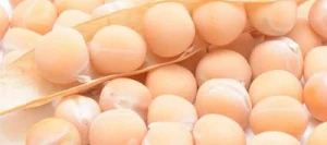 Pois protéagineux ICONIC PREPPER