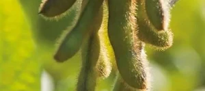 Soja ACASSA 0000/000 AB non traité