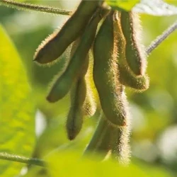 Soja ACASSA 0000/000 AB non traité