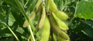 Soja CONSTRUCTOR 00 Hicoat Super